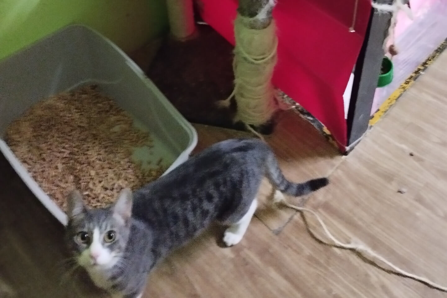 de-vanna-gianluca-consulente-informatico-molfetta-donazione-associazione-stregatto-2